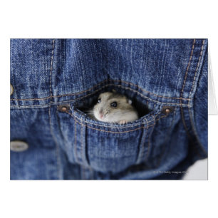 Cartão Hamster no bolso