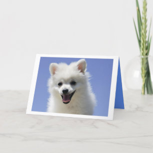Cartão Happy Birthday American Eskimo Puppy Dog Card
