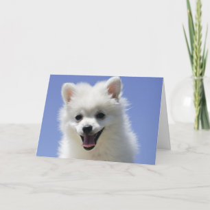Cartão Happy Birthday American Eskimo Puppy Dog Card