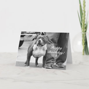 Cartão Happy Birthday American Staffordshire Terrier Card