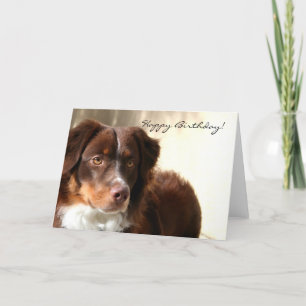 Cartão Happy Birthday Australian Shepherd greeting card