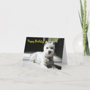 Cartão Happy Birthday, Blank, Mini Schnauzer
