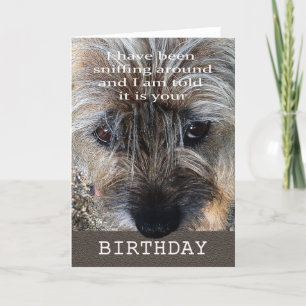 Cartão Happy Birthday, Border terrier sniffing around.
