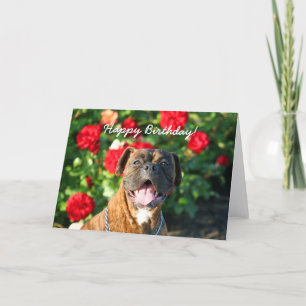 Cartão Happy Birthday Boxer dog greeting card