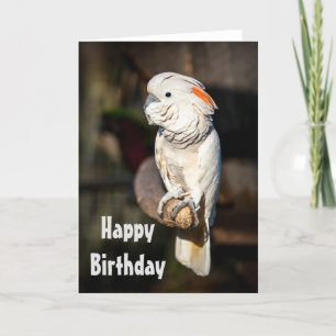 Cartão Happy Birthday card Moluccan cockatoo