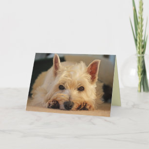 Cartão Happy Birthday Card - Westie Card