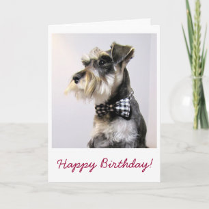 Cartão Happy Birthday card with picture of Schanuzer