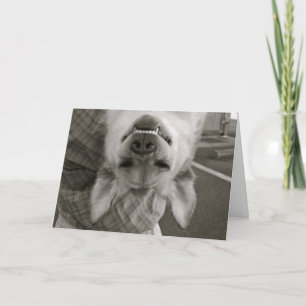 Cartão Happy Birthday dog card