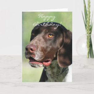 Cartão Happy Birthday German Shorthaired Pointer