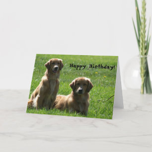Cartão Happy Birthday Golden Retrievers greeting card