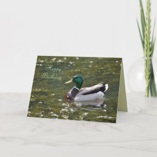 Cartão Happy Birthday Mallard Duck Card by Janz