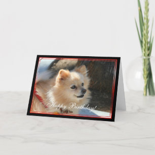 Cartão Happy Birthday Pomeranian greeting card
