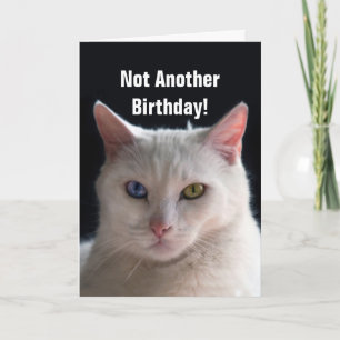 Cartão Happy Birthday Turkish Angora Cat Humor