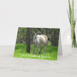 Cartão Happy Birthday White Donkey Photo