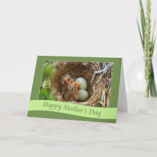 Cartão Happy Mother's Day baby Finch