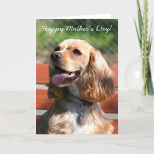 Cartão Happy Mother's Day Cocker spaniel greeting card