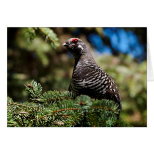 Cartão Happy Spruce Grouse