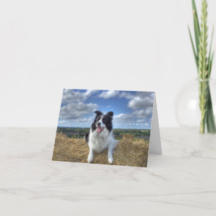 Cartão Happy WoofDay! Sunshine Summer Collie Dog