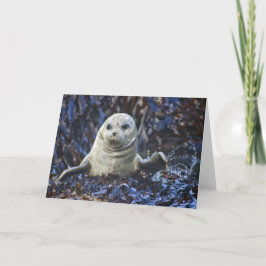 Cartão Harbor Seal (Phoca vitulina)