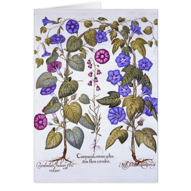 Cartão Harebell e Convovulus (Frente)