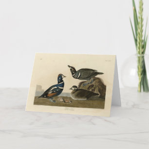 Cartão Harlequin Duck - das Aves da América de Audubon