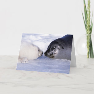 Cartão Harp Seal Madre com Pup