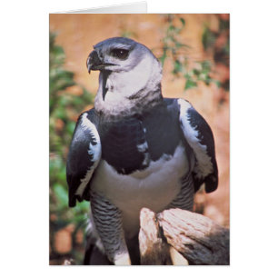 Cartão Harpey Eagle