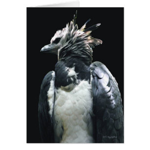 Cartão Harpy Eagle