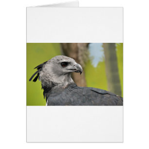 Cartão Harpy Eagle 1.JPG
