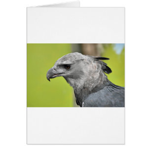 Cartão Harpy Eagle 2.JPG