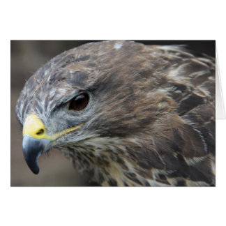 Cartão Harris Hawk