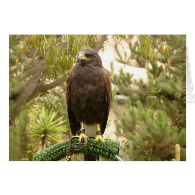 Cartão Harris Hawk (Frente Horizontal)