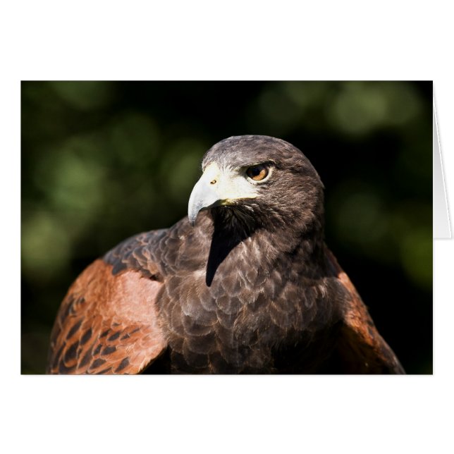 Cartão Harris Hawk (Frente Horizontal)