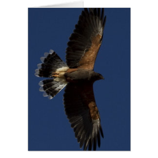 Cartão Harris Hawk 5