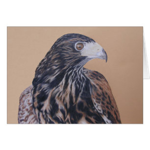 Cartão Harris Hawk imaturo