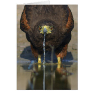 Cartão Harris Hawk o unicinctus de Parabuteo