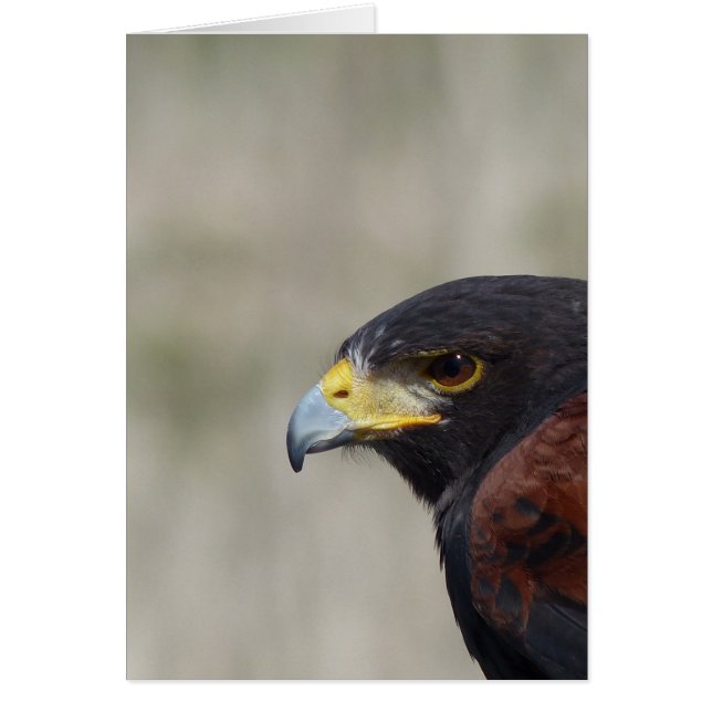 Cartão Harris Hawk - Retrato (Frente)