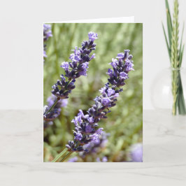 Cartão Hastes de Lavanda, Provença, França -