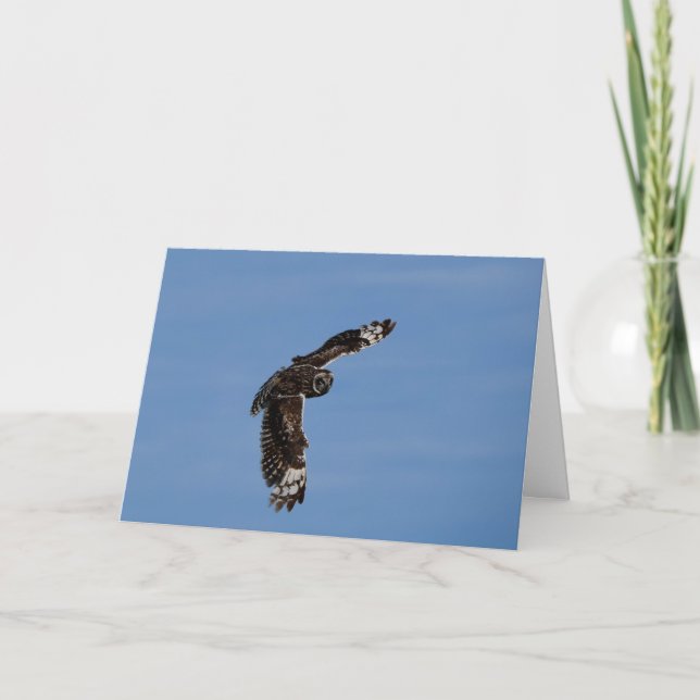 Cartão Havaiano - Curto-Ouvido Pueo Soaring (Frente)