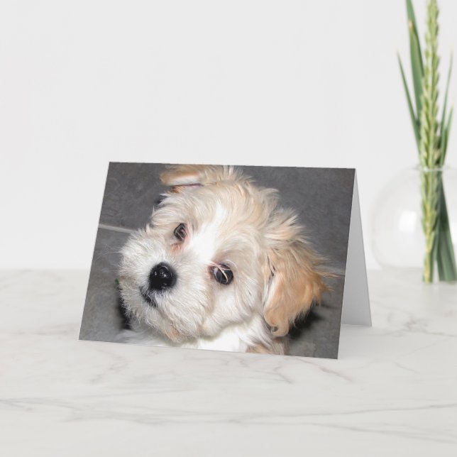 Cartão Havanese Puppy (Frente)