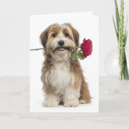 Cartão Havanese Valentine – Gentle Love & Devotion
