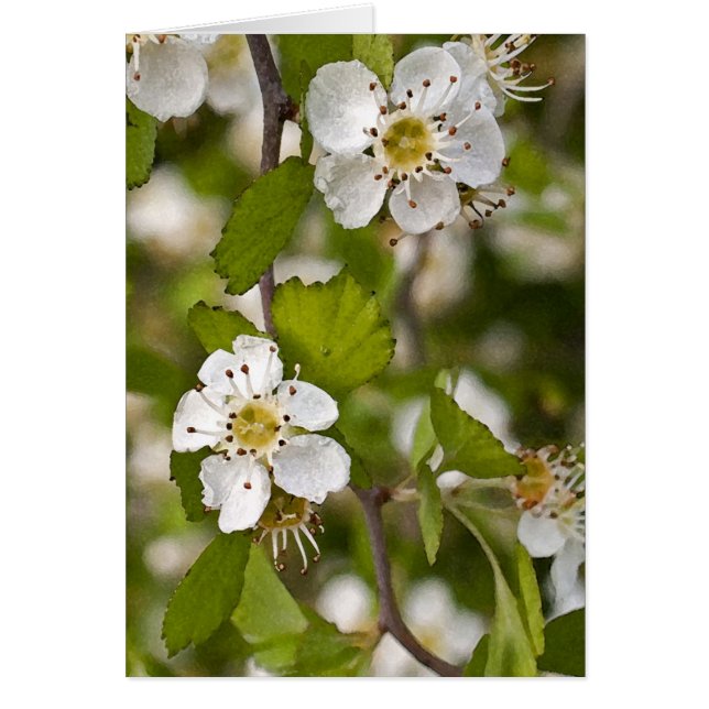Cartão Haw amarelo (Frente)