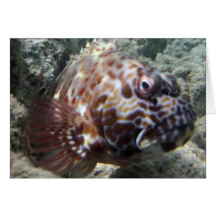 Cartão Hawaii Hawk Fish
