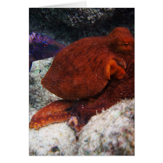 Cartão Hawaii Octopus (Frente)