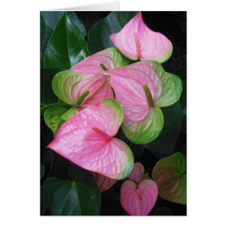 Cartão Hawaiian Anthurium