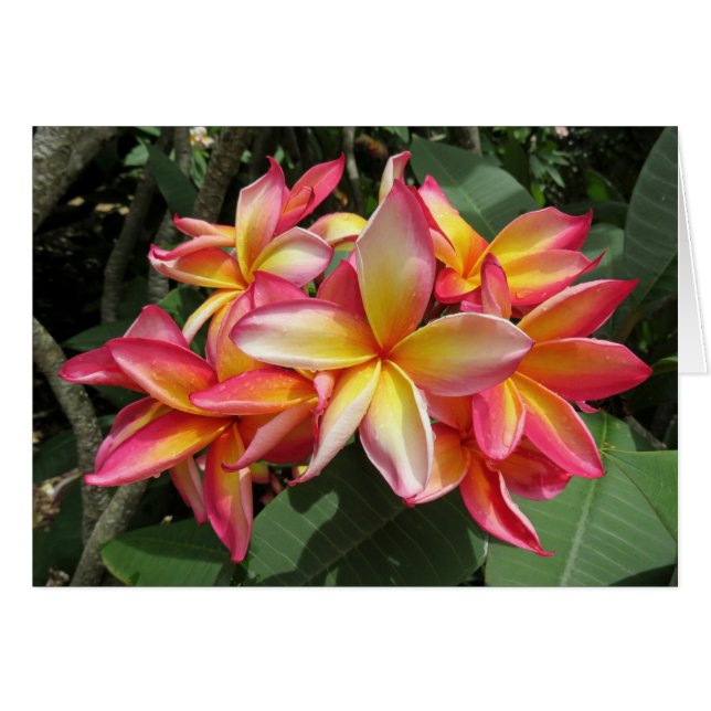 Cartão Hawaiian Plumeria (Frente Horizontal)