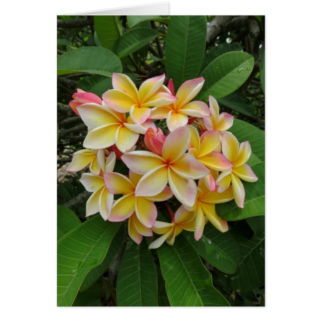 Cartão Hawaiian Plumeria (Frente)
