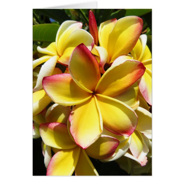 Cartão Hawaiian Plumeria (Frente)
