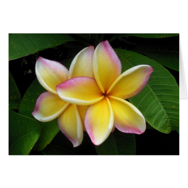 Cartão Hawaiian Plumeria (Frente Horizontal)