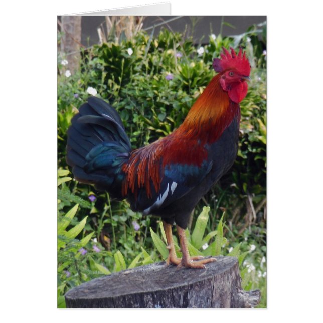 Cartão Hawaiian Rooster (Frente)